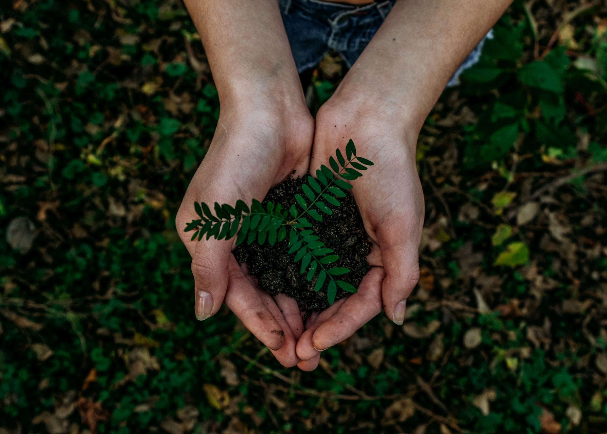A sapling in a pair of hands. PD, image from https://unsplash.com/photos/x8ZStukS2PM