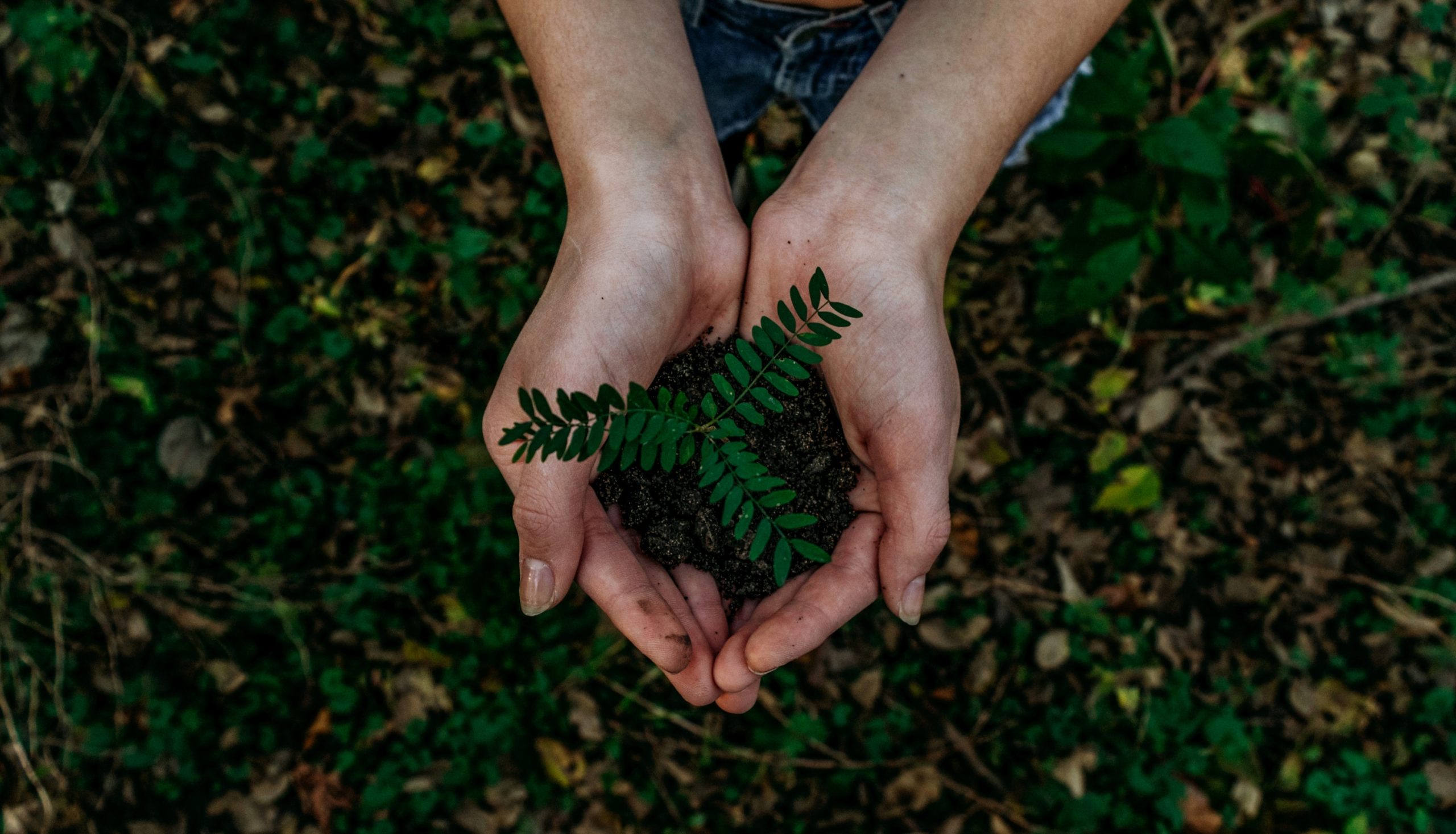 A sapling in a pair of hands. PD, image from https://unsplash.com/photos/x8ZStukS2PM